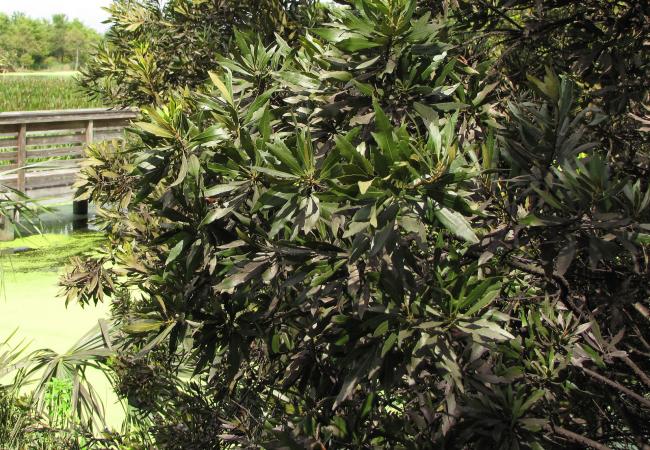 Wax Myrtle