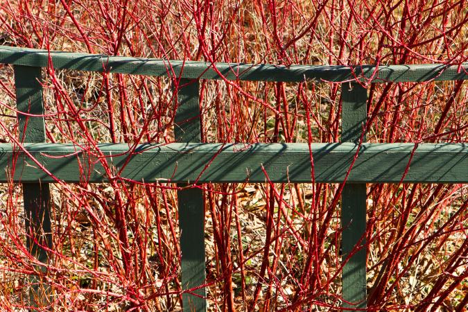 Red Twig Dogwood