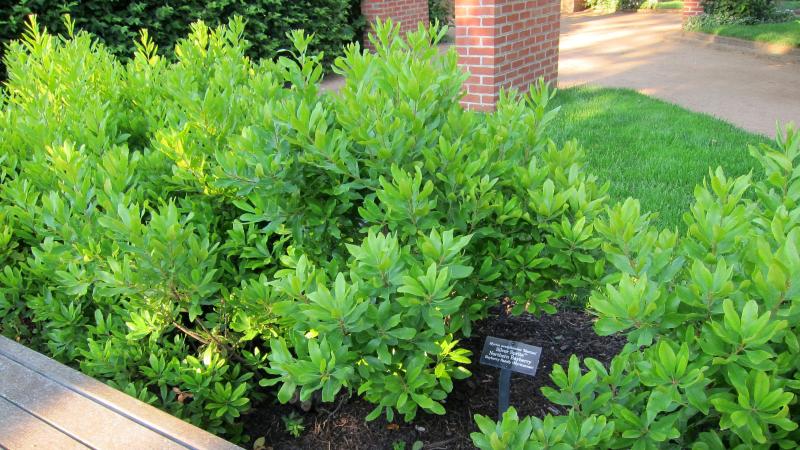 Northern Bayberry