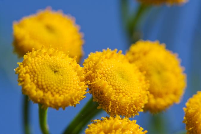 tansy up close