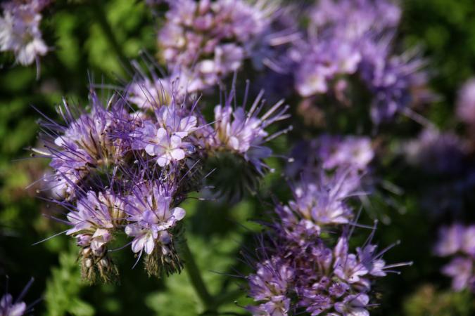 Phacelia Blooming Outdoors