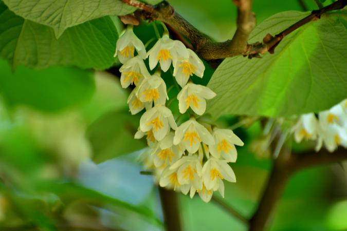 Styrax obassia