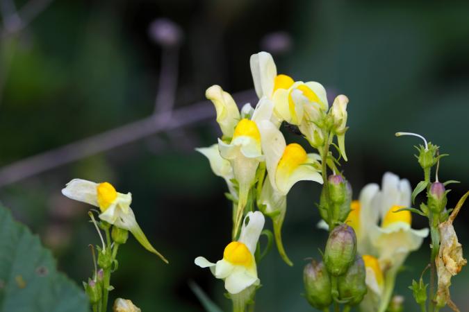 Common toadflax