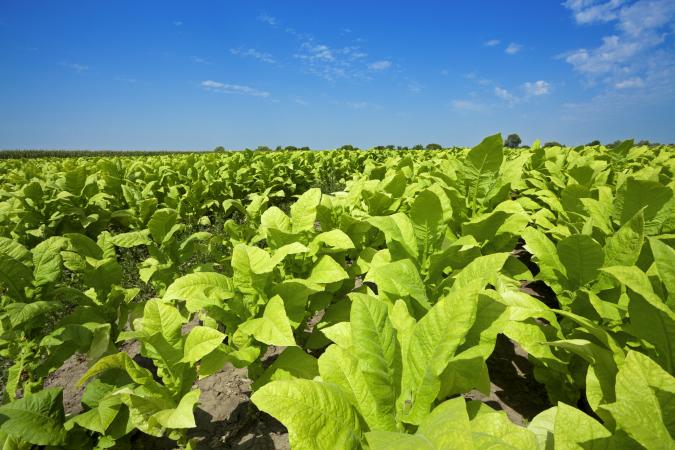 Tobacco field