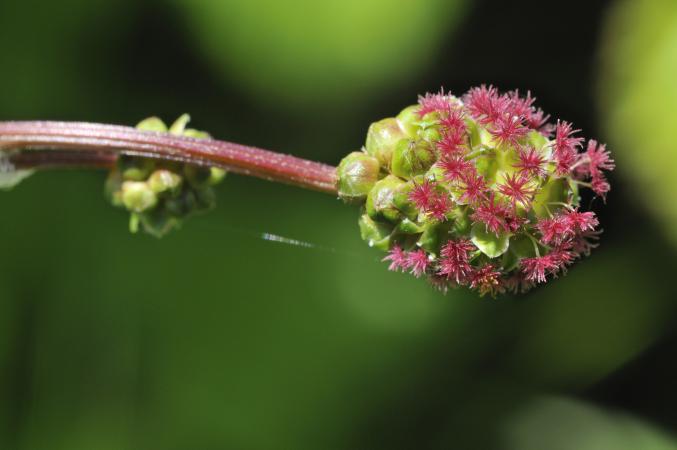 Poterium
