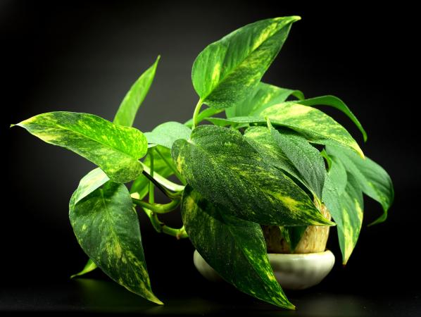 pothos