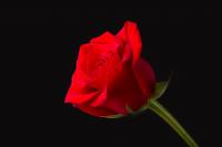 One red rose