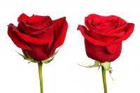 Two roses