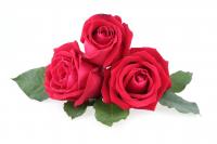 Three roses