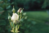 White rosebud