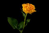 Fully open single yellow rose