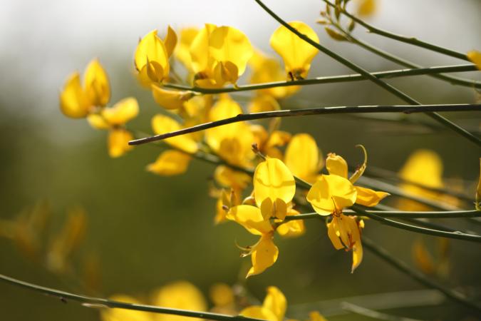 Genista Hispanica