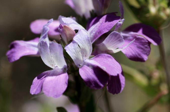 Collinsia