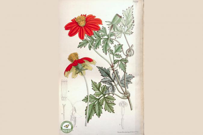 Climbing Dahlia