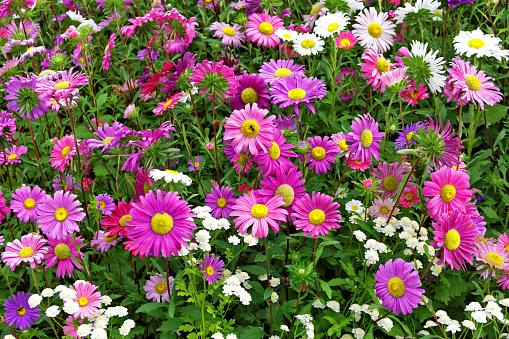 Aster Single Mix