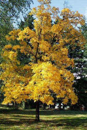 Hickey Tree With Golden Leaves