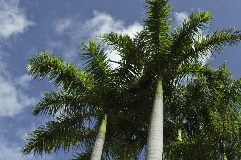 Royal Palm Tree - Varieties, How to Propagate and More - A-Z Animals