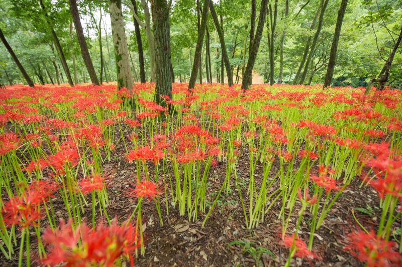 How to Plant and Care for the Red Spider Lily LoveToKnow