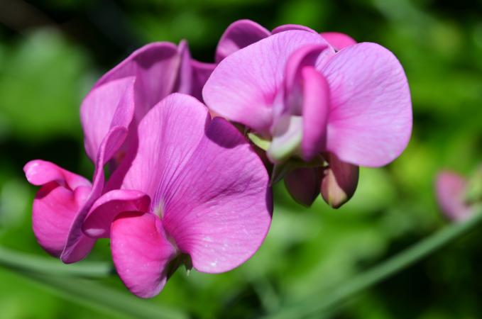 macro purple vetch flowers