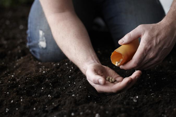 Planting Seeds in Garden