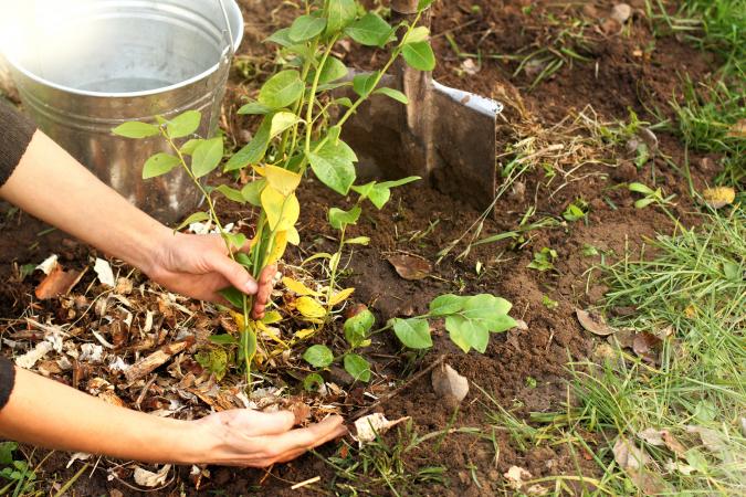 mulching_soil.jpg