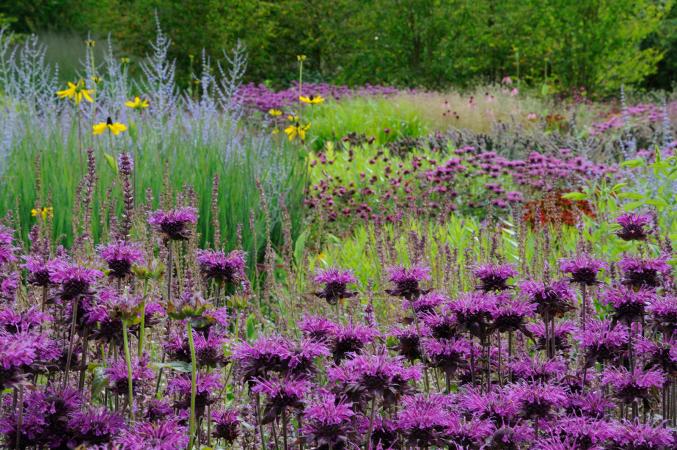 Field of purple bee balm