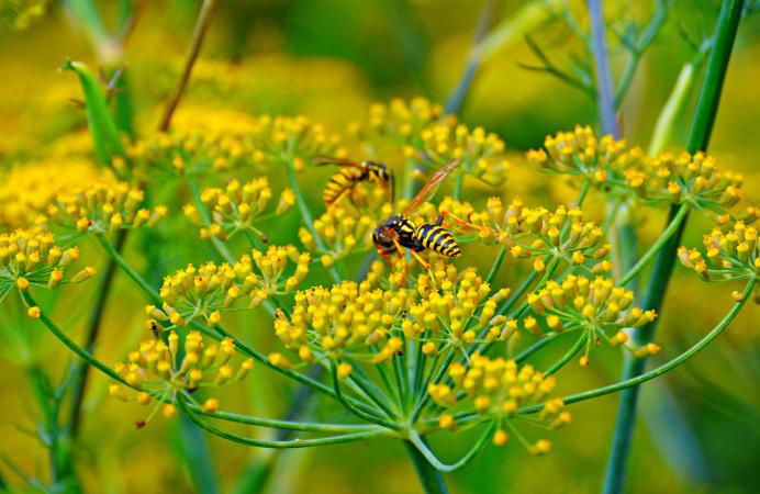 wasps pollinating fennel flower