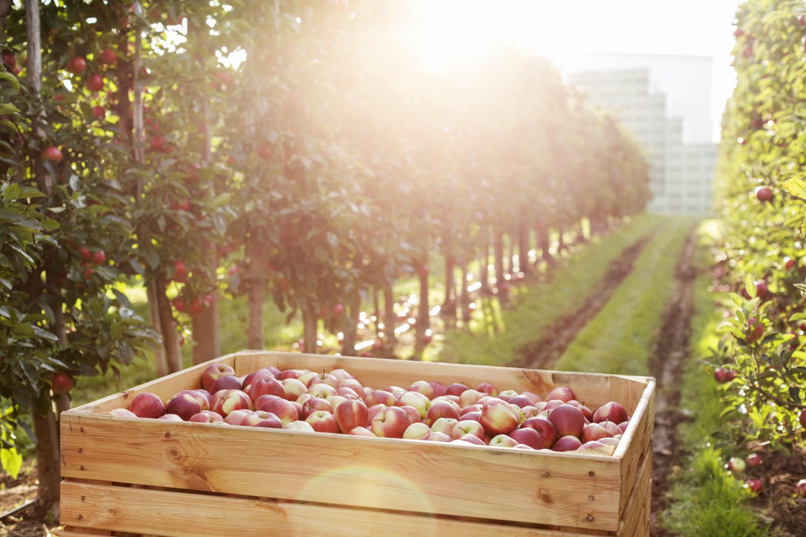 Red apples in bin in sunny orchard