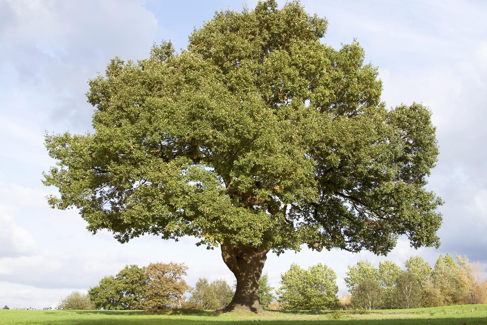 The Oak Tree The Oak Tree