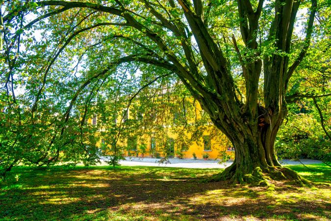 200 year old Hornbeam tree