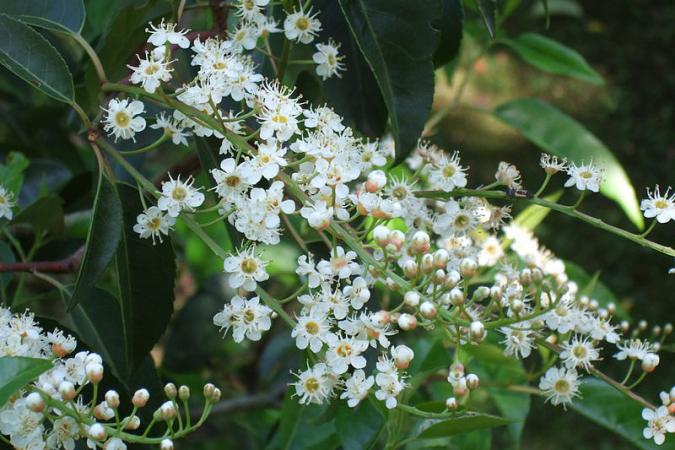 Laurel flower blossoms on the branch