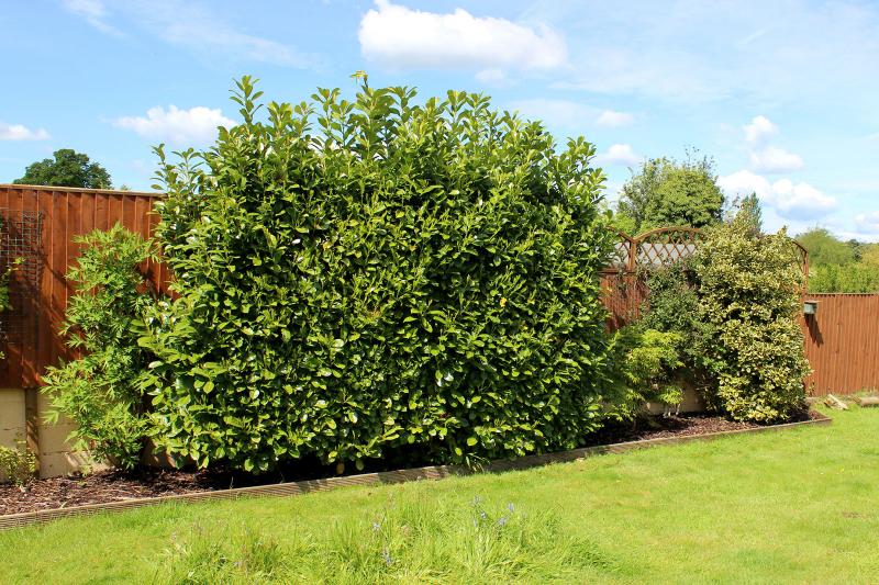 Understanding English Laurel A Popular Evergreen Choice LoveToKnow