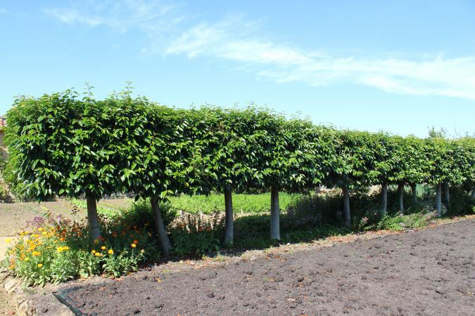 Portuguese Laurel trees as a hedge
