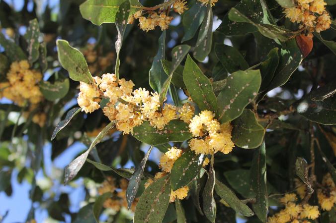 Laurel tree struck by insects