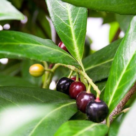 Ripening Cherry Laurel Fruits