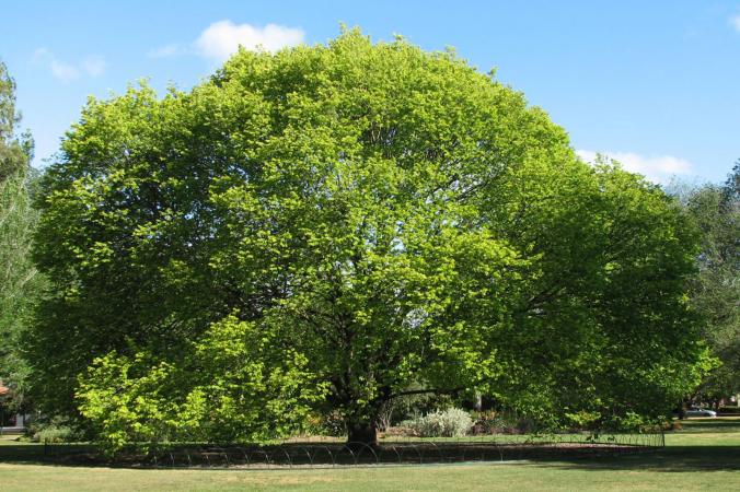 Wych Elm Tree