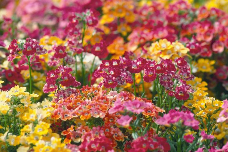 Nemesia Varieties and Growing Tips LoveToKnow