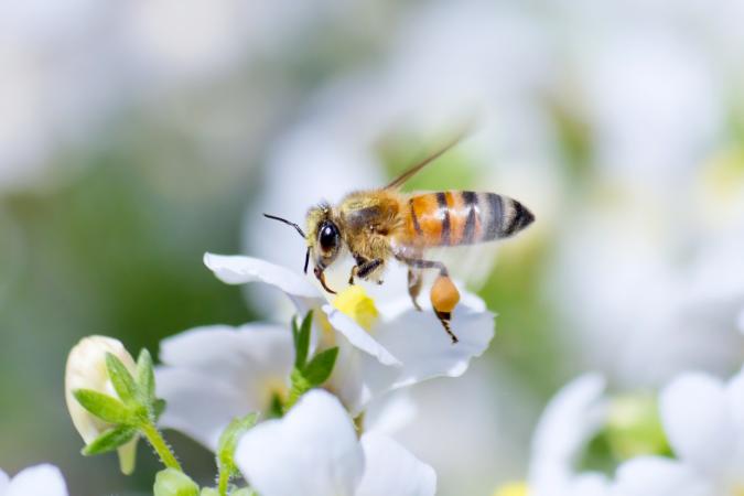 Honeybee flying to white nemesia flower