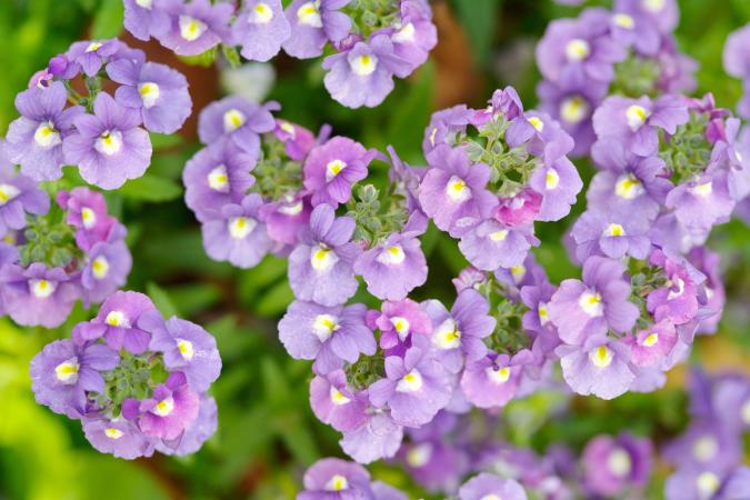 Lilac Nemesia flowers