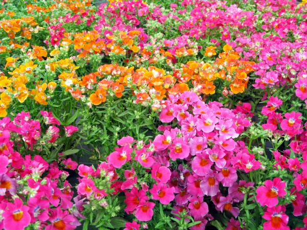 Nemesia - colorful summerflowers