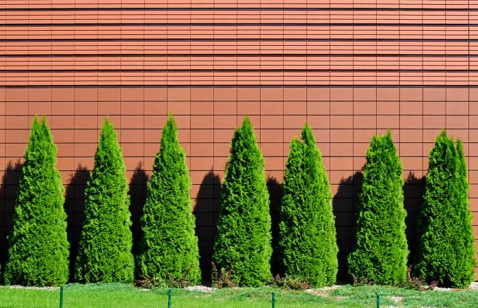 Row of green thujas