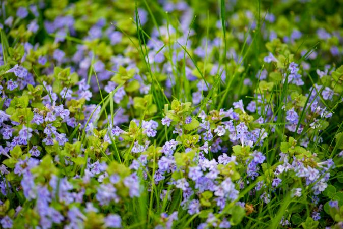 Purple creeping Charlie weed