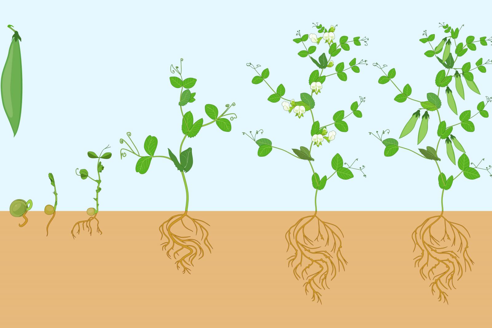 Bean Life Cycle Diagram