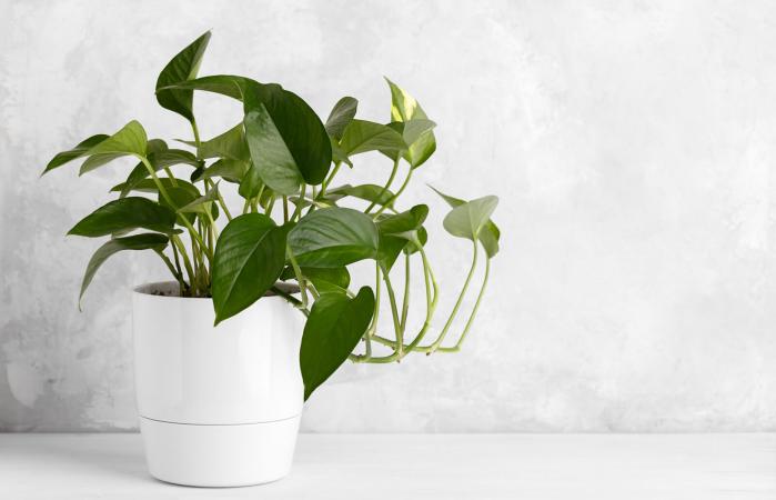 Pothos plant