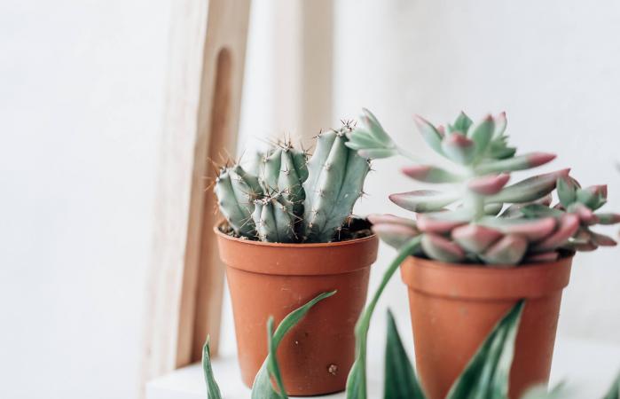 Succulents plant