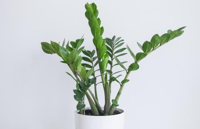 Zamioculcas zamiifolia plant