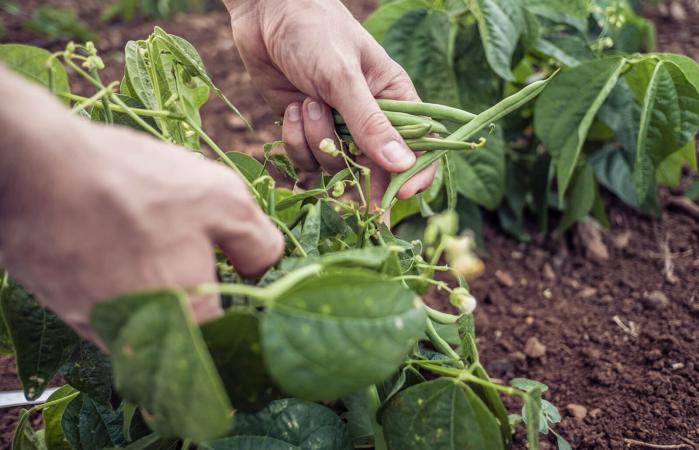 Farmer's hands harvesting green beans