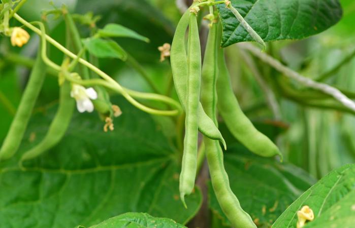 Green beans