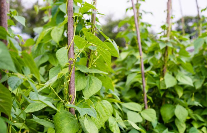 Growing the beans