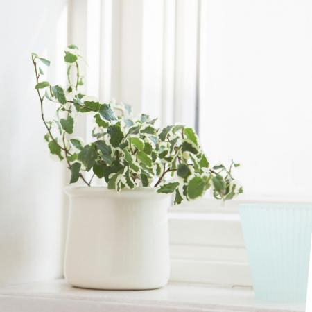 Creeping fig